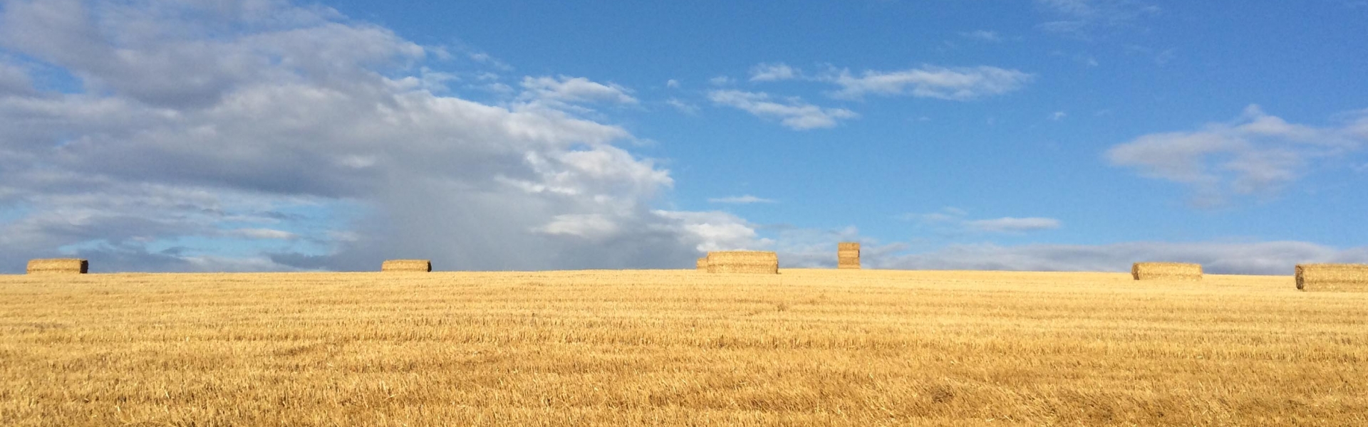 HC column thumb harvest
