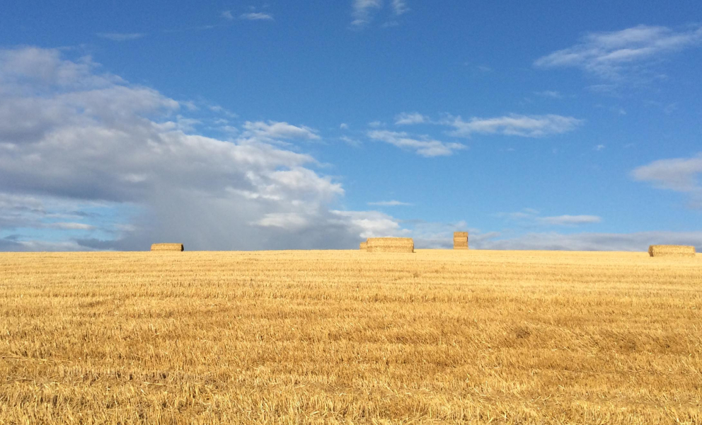 HC column thumb harvest