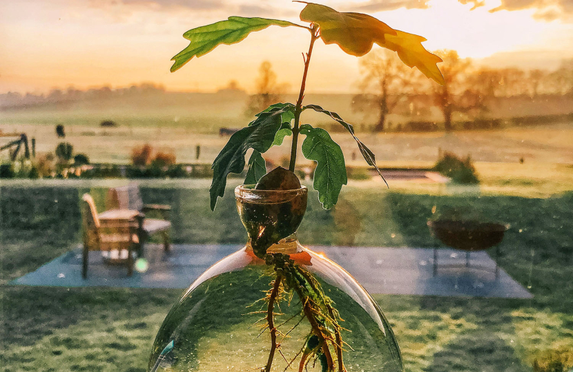 "Grow Your Own in Lockdown" taken by Anna Parker