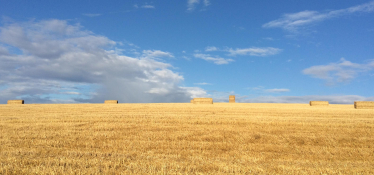 Harvest fields